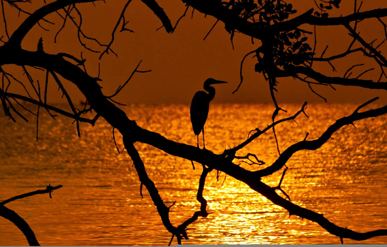 Photo wallpaper sea, the sky, trees, branches, bird, silhouette