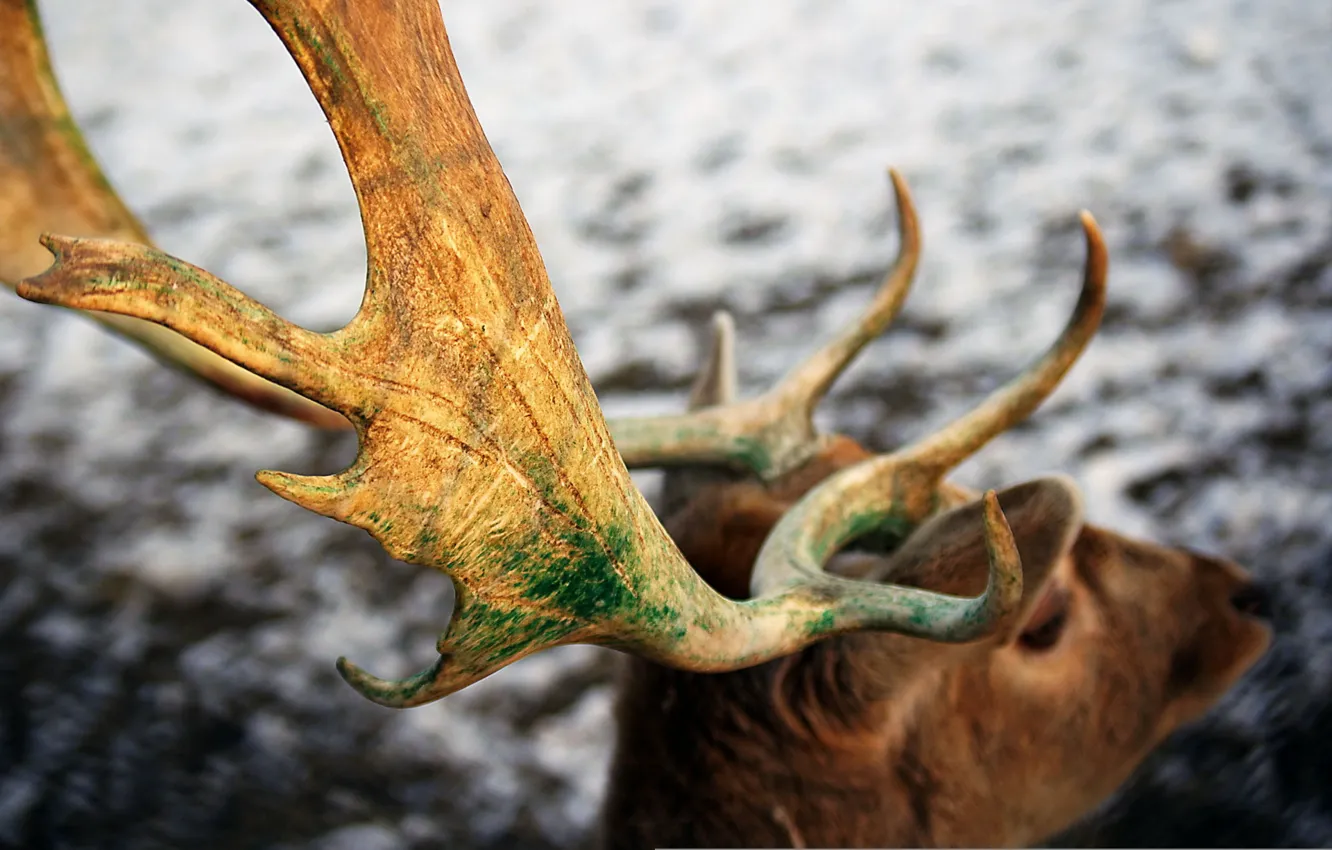 Photo wallpaper macro, deer, horns