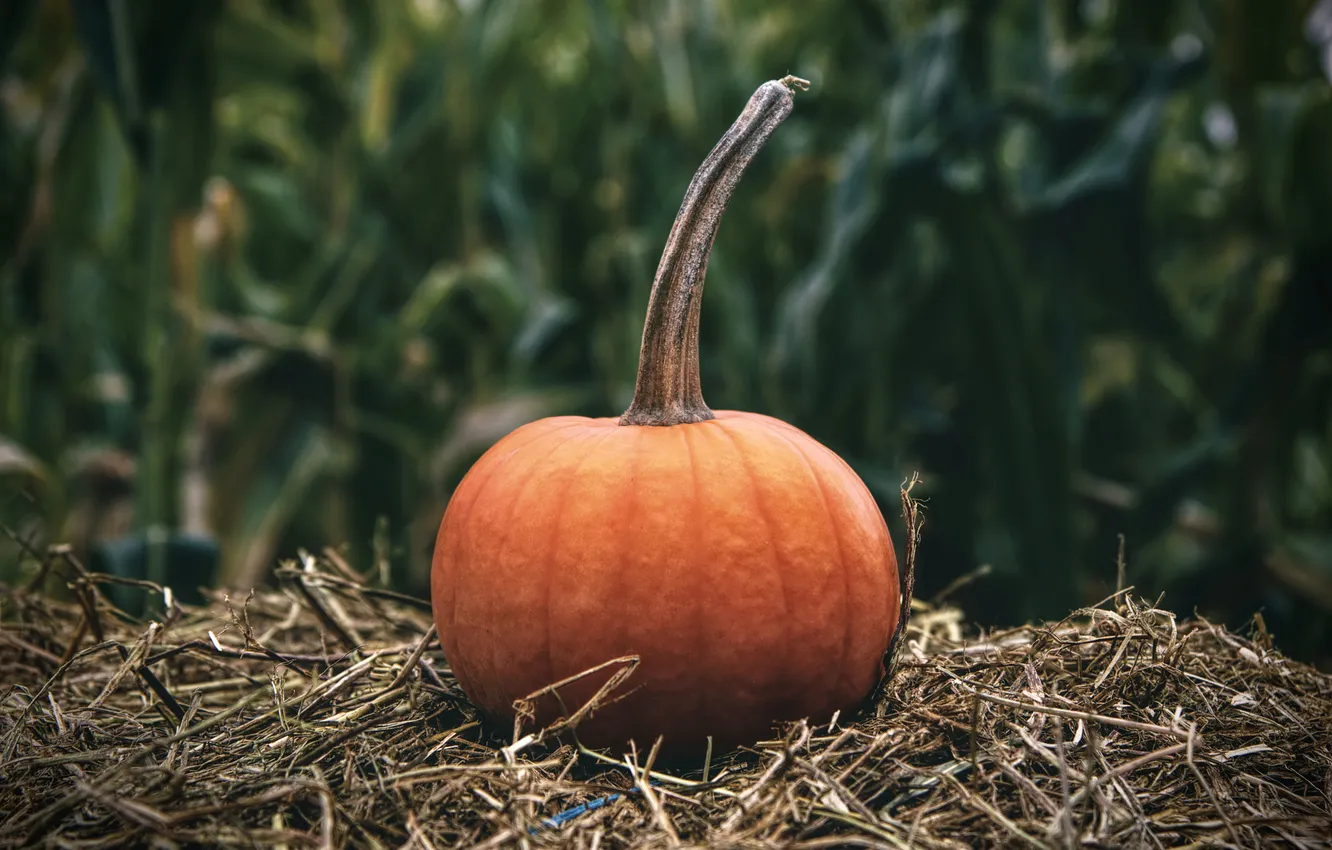 Photo wallpaper autumn, nature, pumpkin, Halloween, straw, Halloween