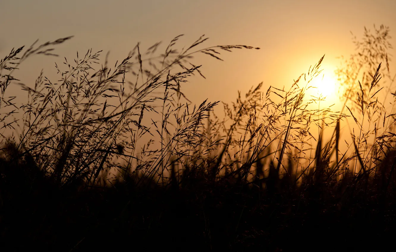 Photo wallpaper the sky, the sun, sunset, Field, the evening, ears, orange