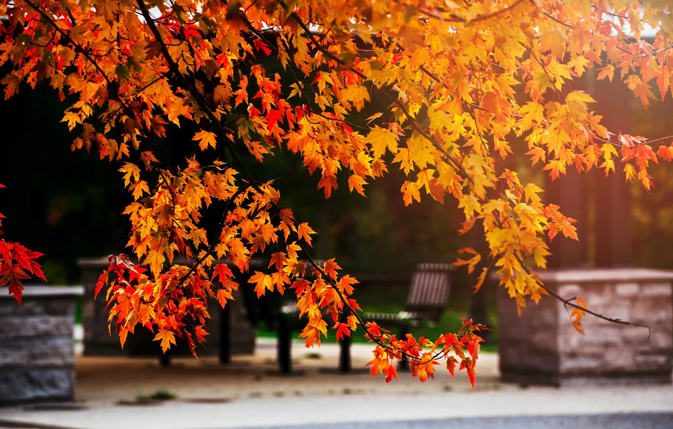 Photo wallpaper autumn, light, trees, branches, nature, Park, foliage, shop