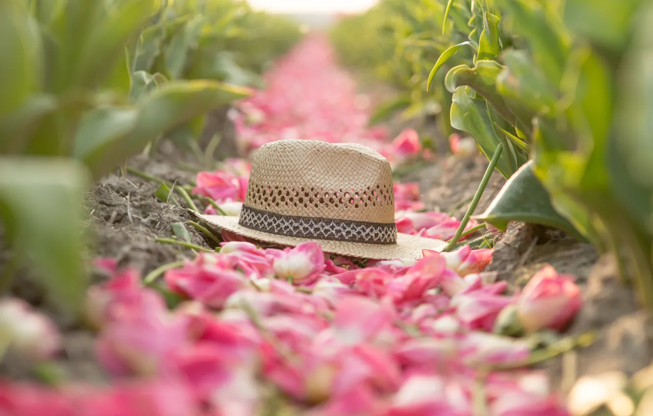 Photo wallpaper field, leaves, flowers, nature, mood, spring, hat, petals