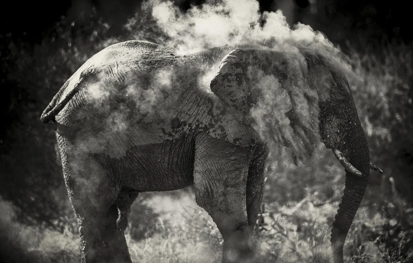 Photo wallpaper sand, photo, elephant, black and white, to clean