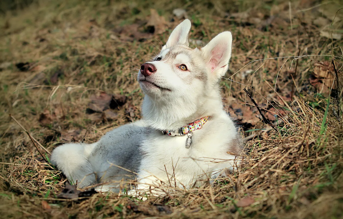 Photo wallpaper nature, pose, dog, husky