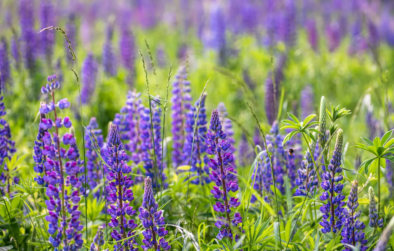 Photo wallpaper greens, field, summer, light, flowers, thickets, glade, a lot