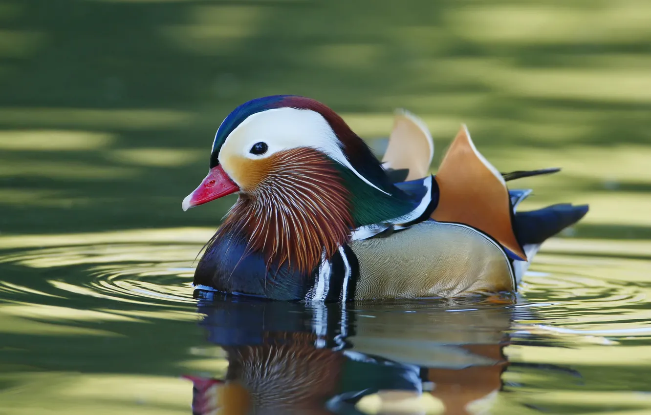 Photo wallpaper water, paint, duck, feathers, beak, tangerine