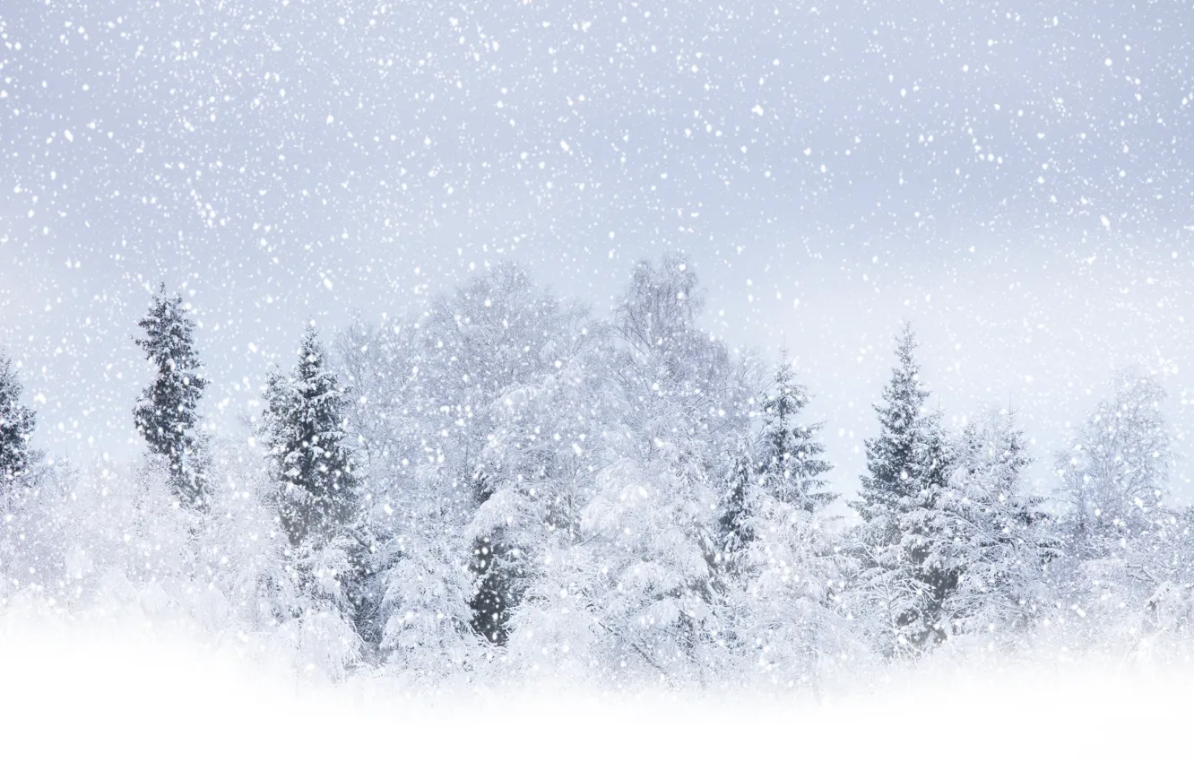 Photo wallpaper winter, snow, trees, Winter beauty, circle white, flying