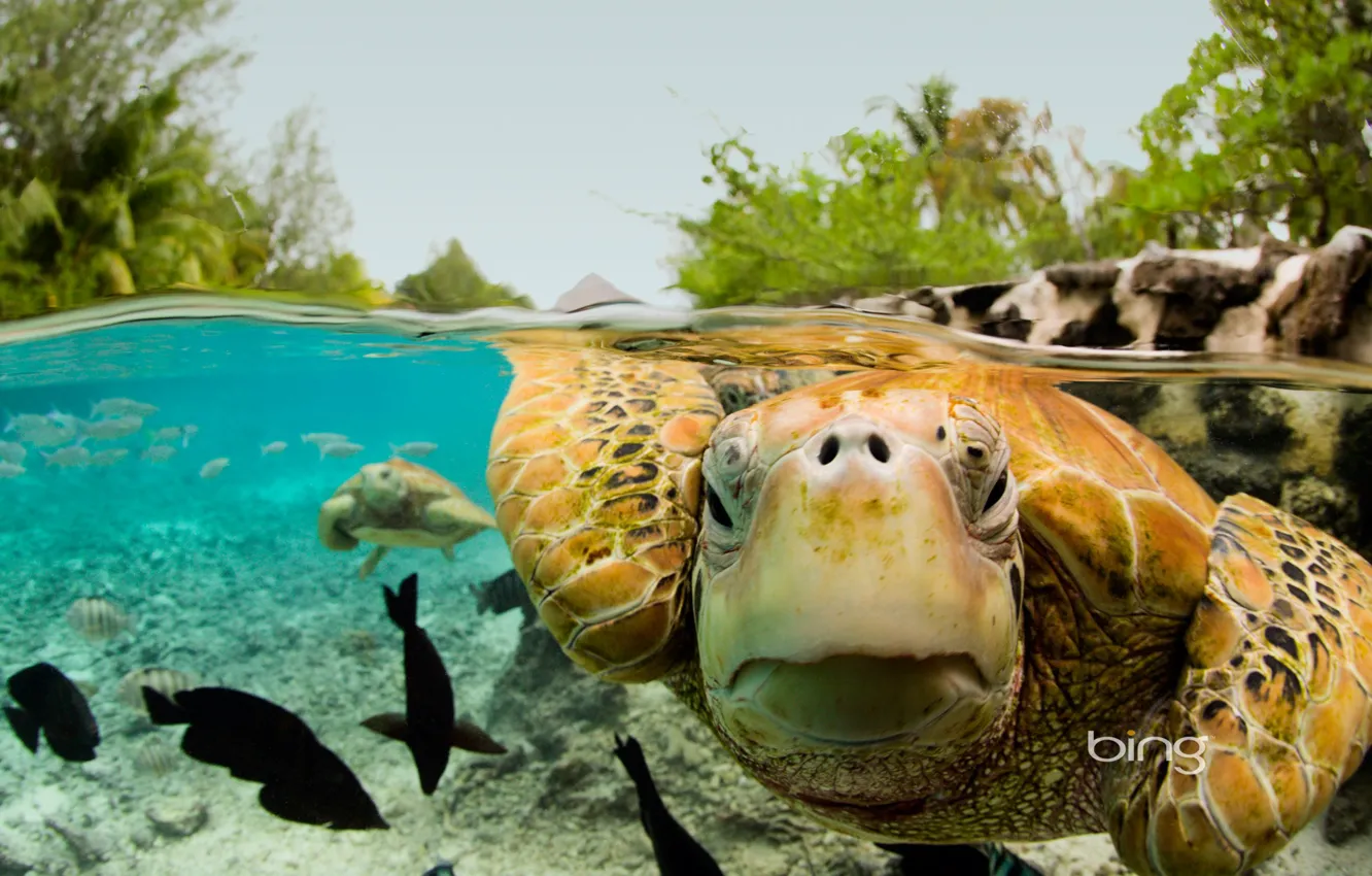 Photo wallpaper Bora Bora, French Polynesia, green turtle