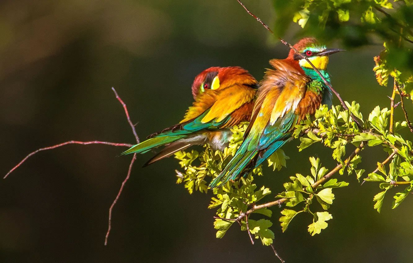 Photo wallpaper birds, branches, a couple, European bee-eater