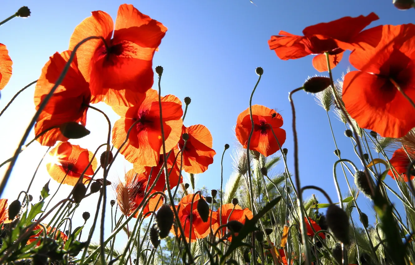 Photo wallpaper summer, flowers, Maki