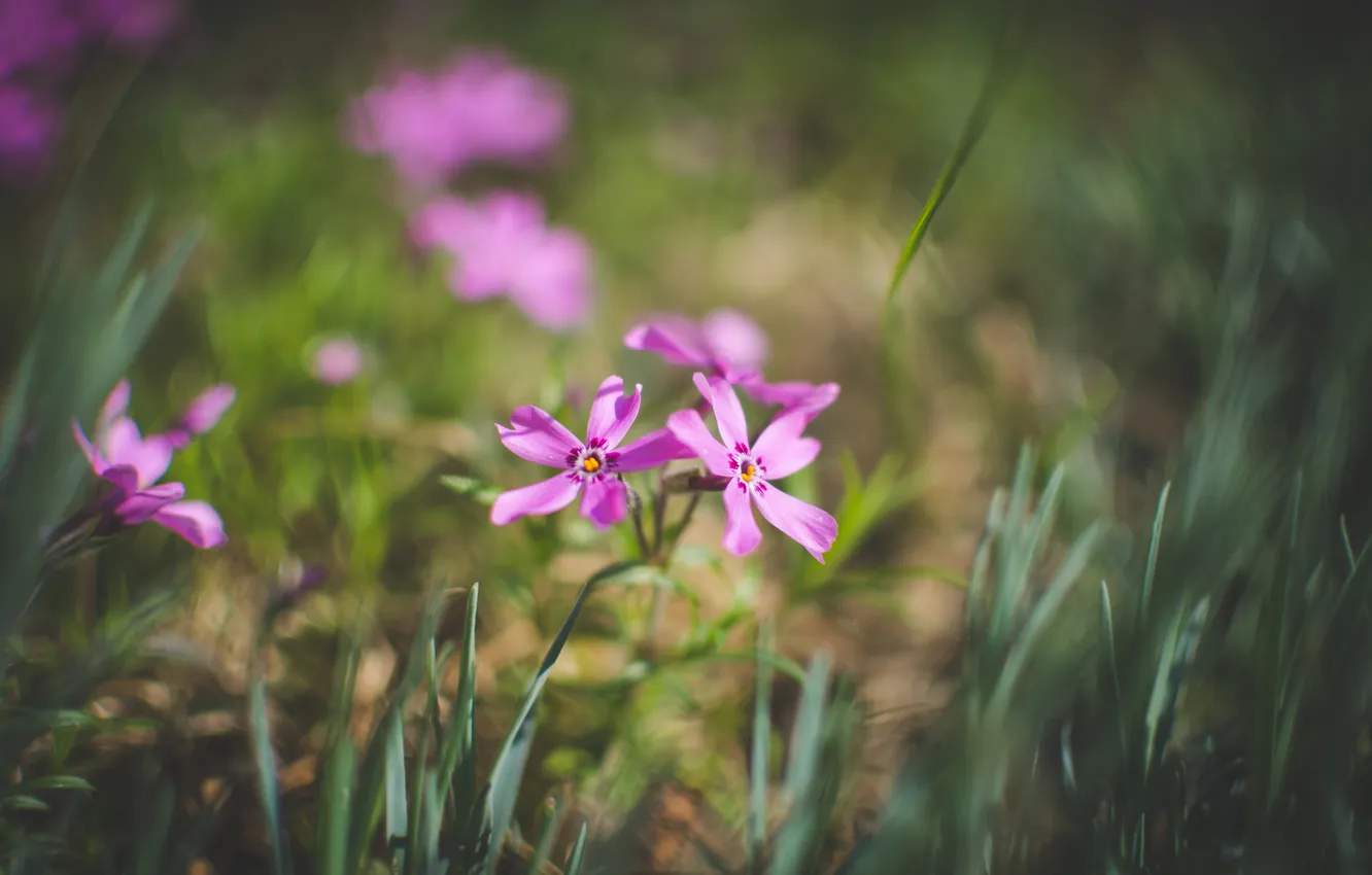 Photo wallpaper flowers, petals, pink