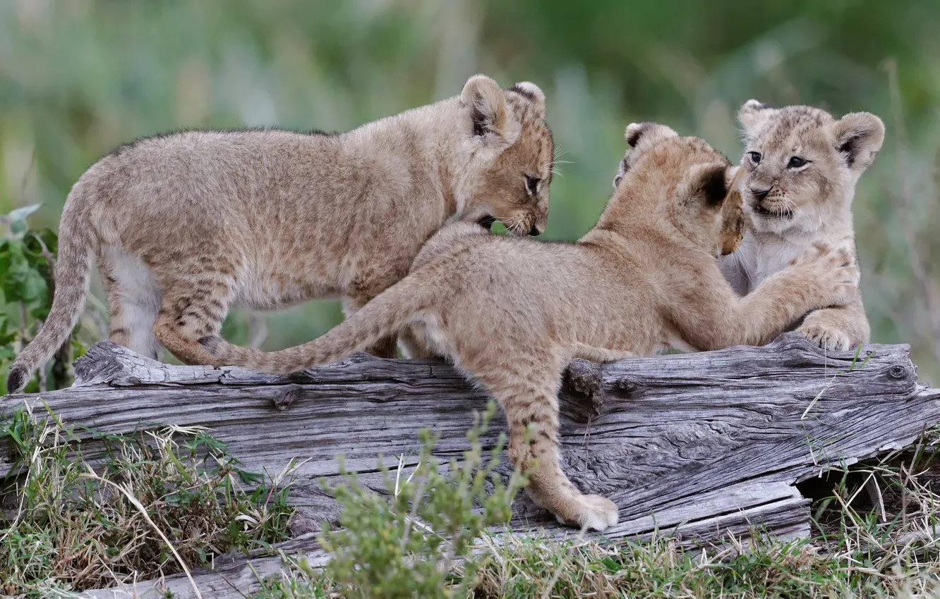 Photo wallpaper cat, grass, the game, snag, cub, trio, lion