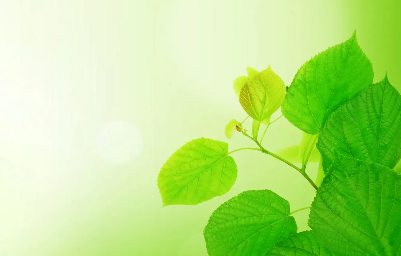 Photo wallpaper leaves, branches, background, light