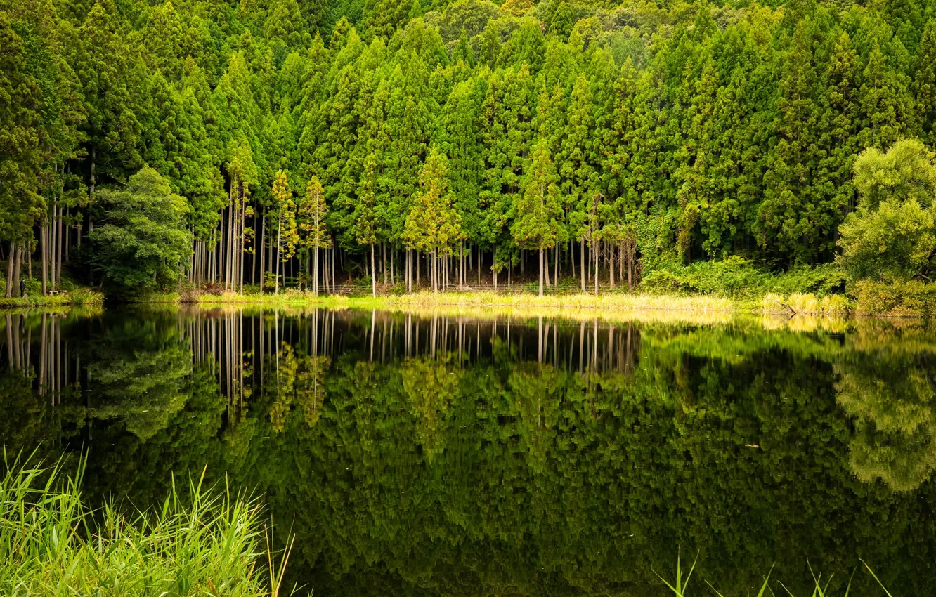 Photo wallpaper forest, trees, lake, reflection
