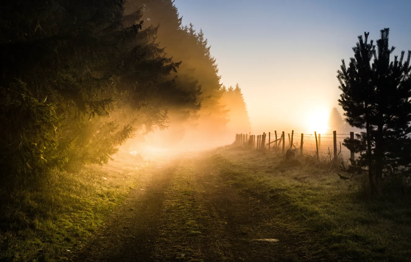 Photo wallpaper fence, fog in the morning, the road into the distance