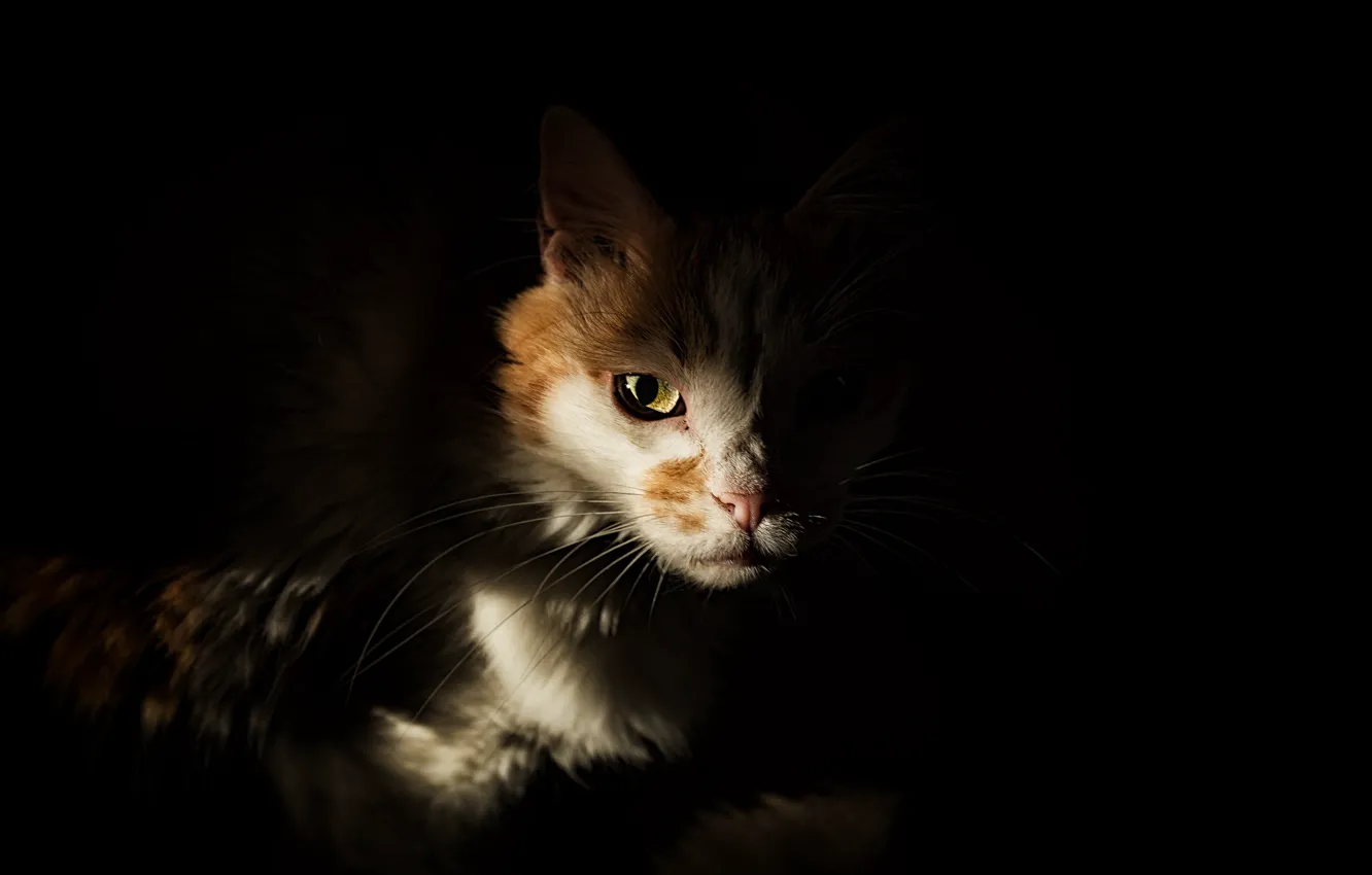 Photo wallpaper cat, look, background