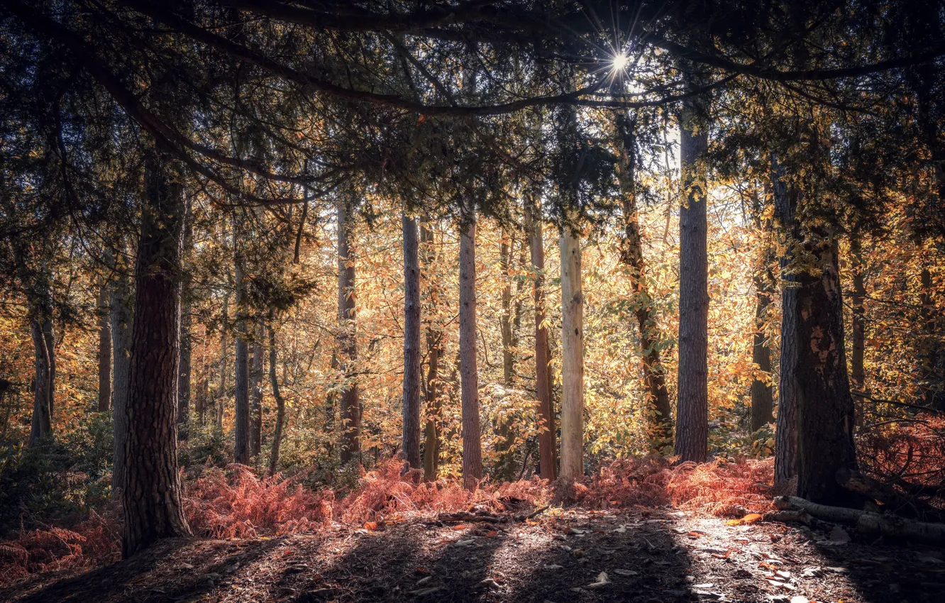 Photo wallpaper autumn, forest, nature