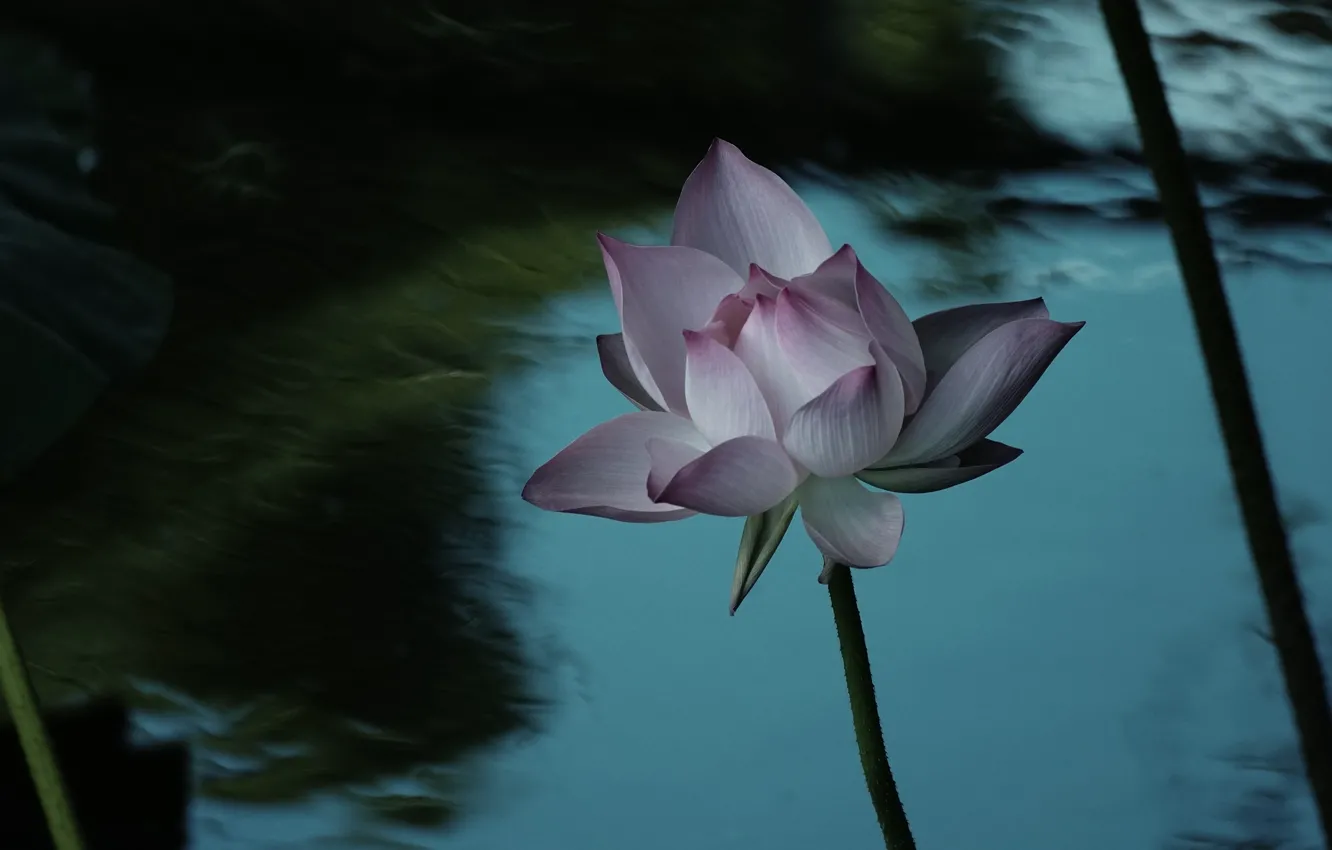 Photo wallpaper flower, leaves, water, the dark background, pink, stems, blur, Bud