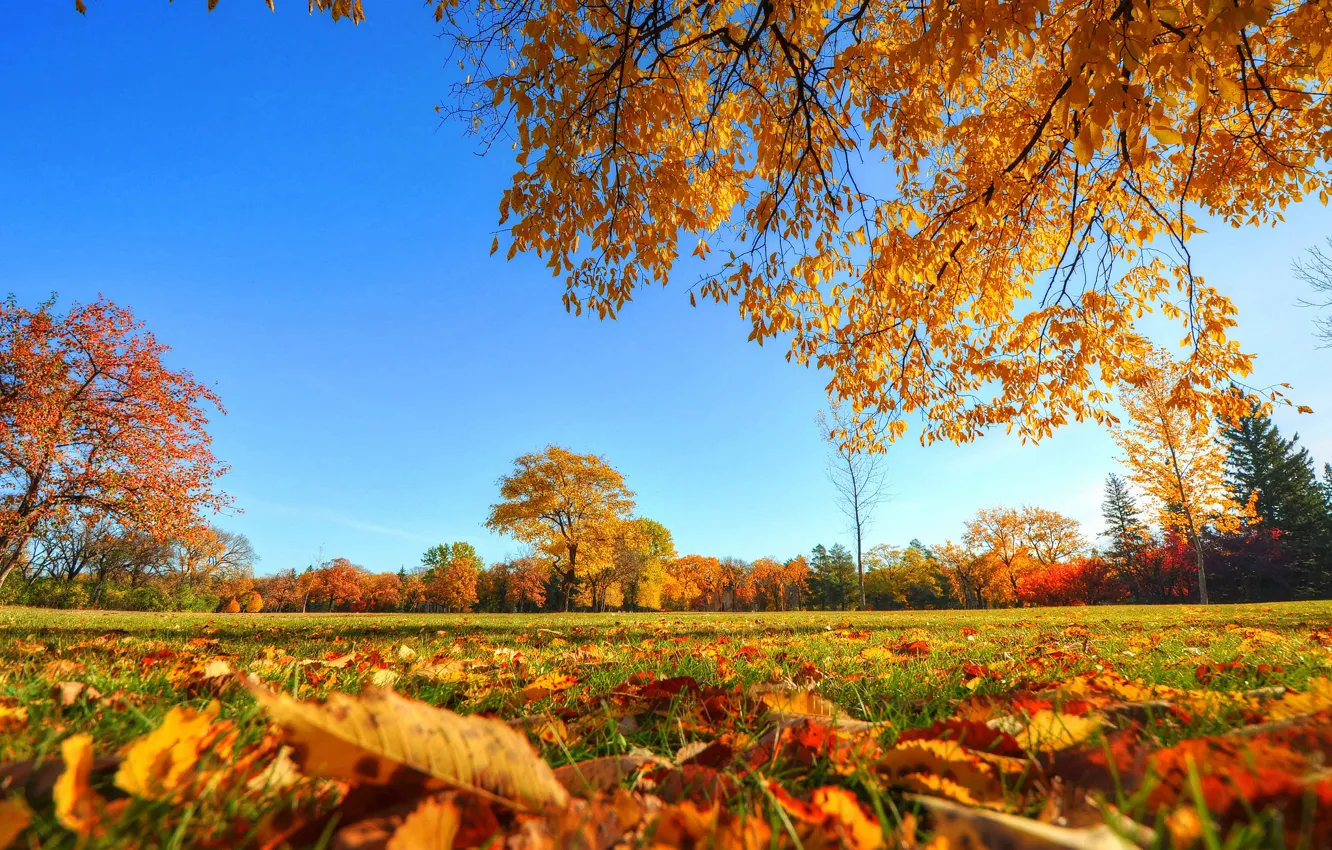 Photo wallpaper autumn, the sky, grass, leaves, trees, Park