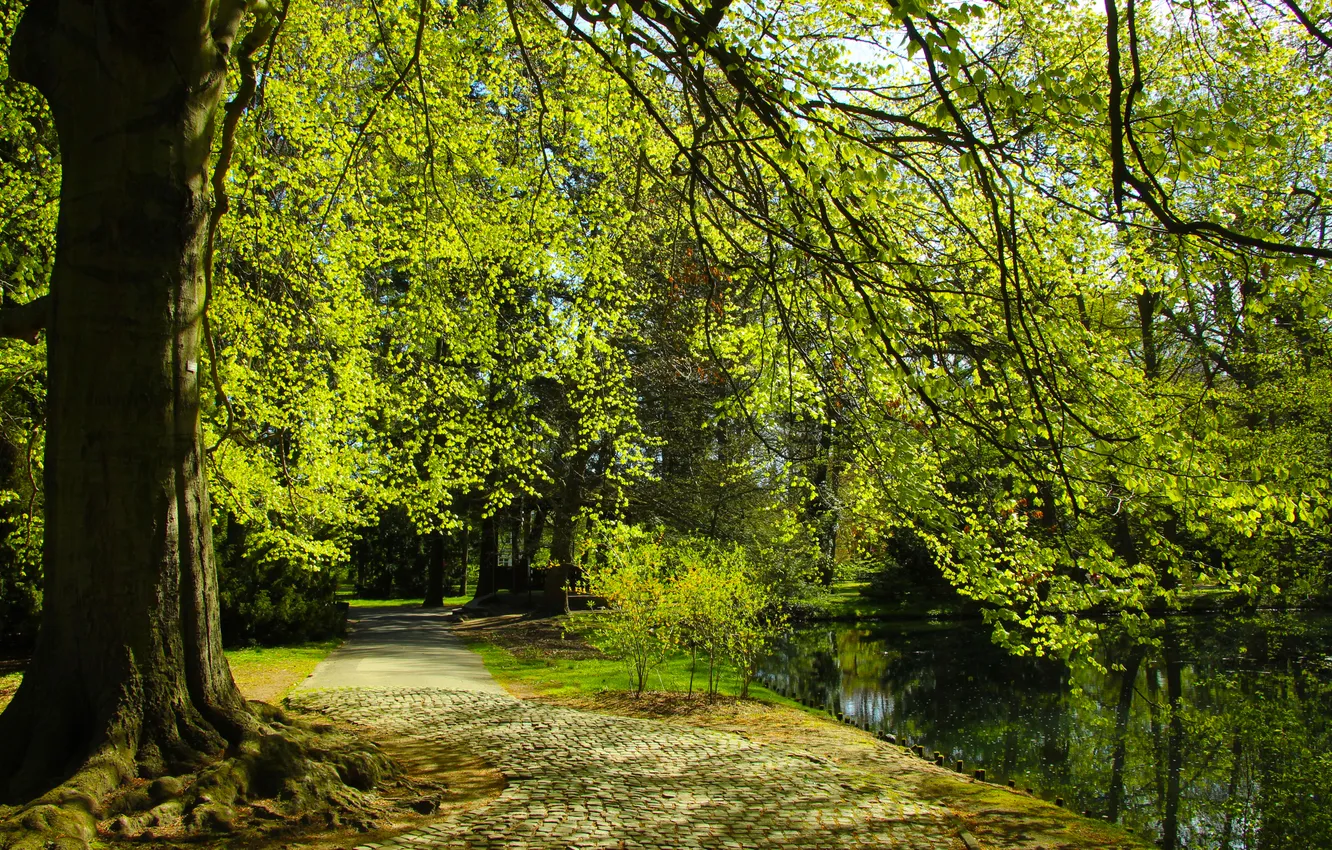Photo wallpaper trees, park, alley