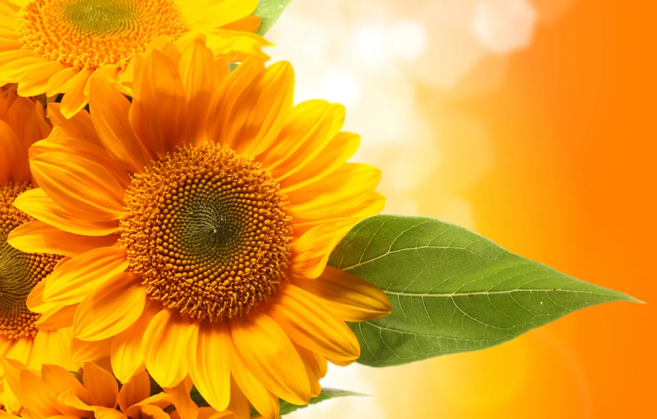 Photo wallpaper leaves, sunflowers, green