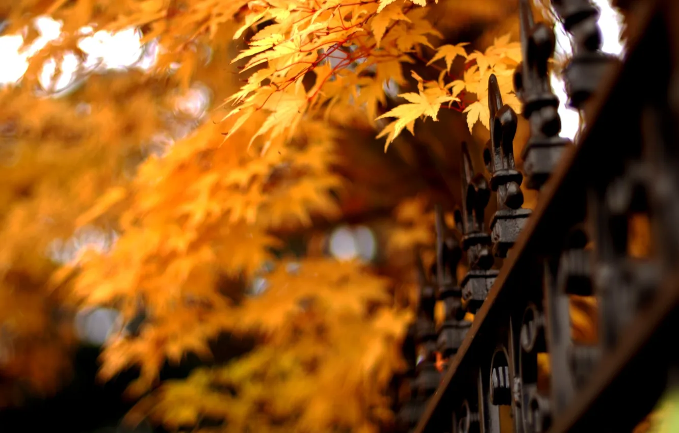 Photo wallpaper autumn, leaves, nature, fence, grille, nature, autumn, leaves