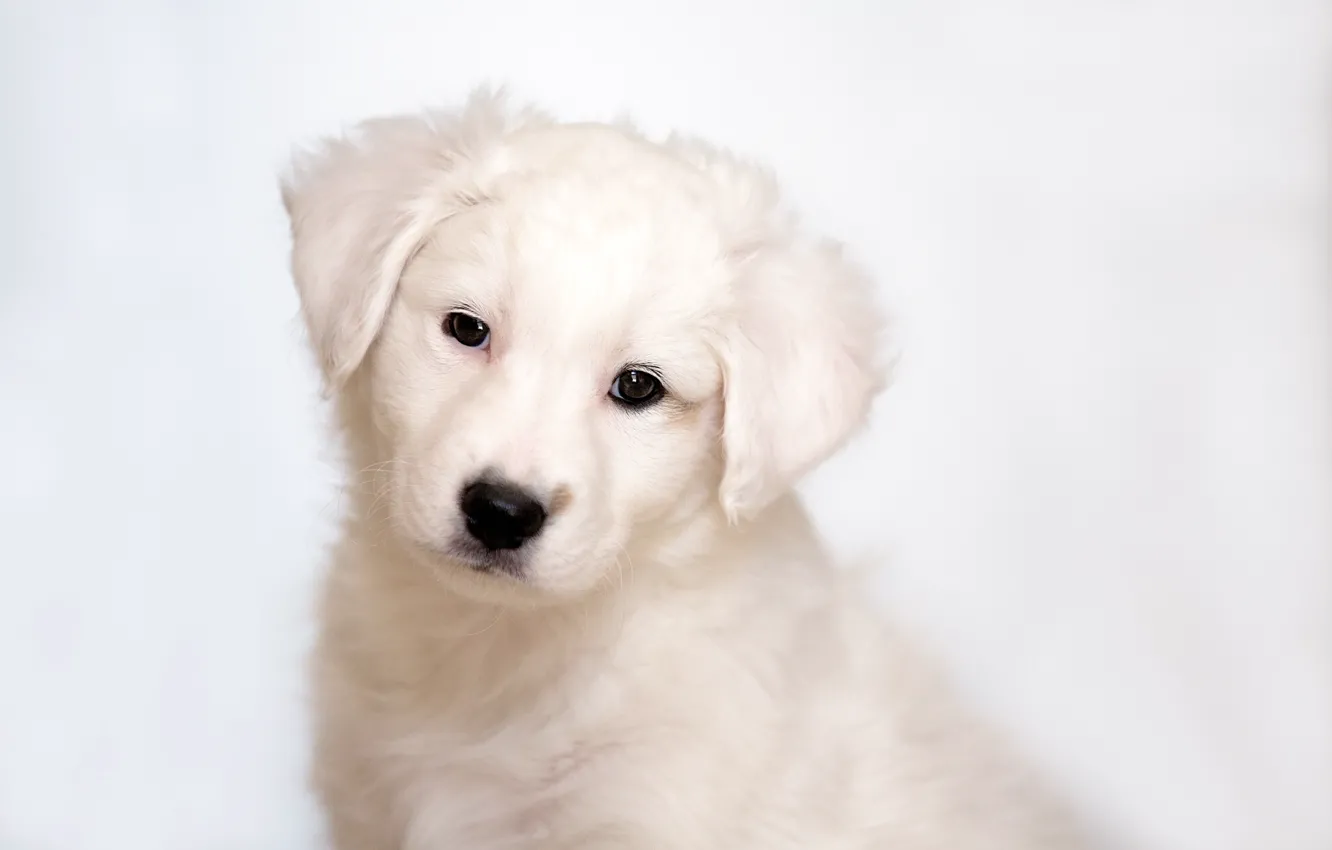 Photo wallpaper puppy, Labrador, Retriever