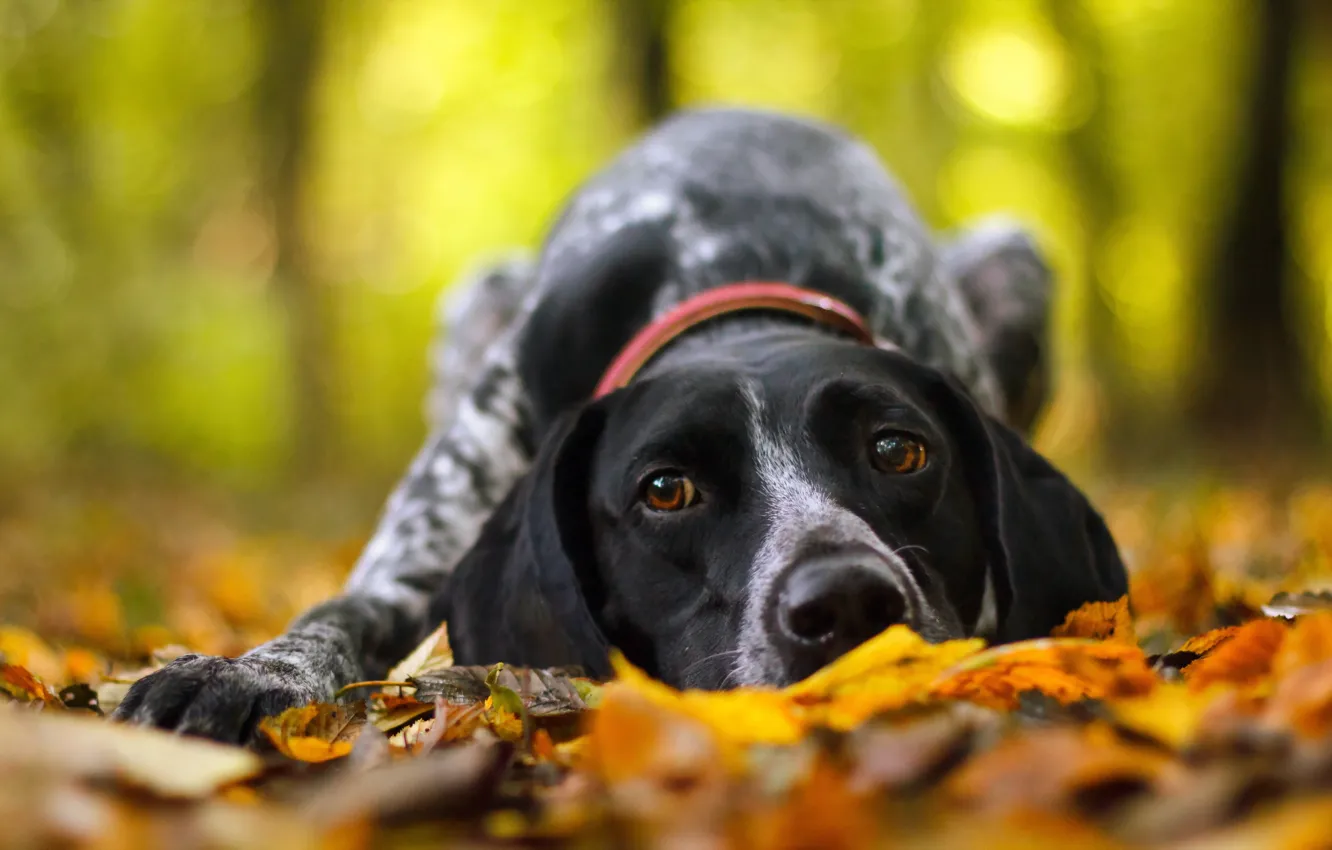 Photo wallpaper autumn, each, dog