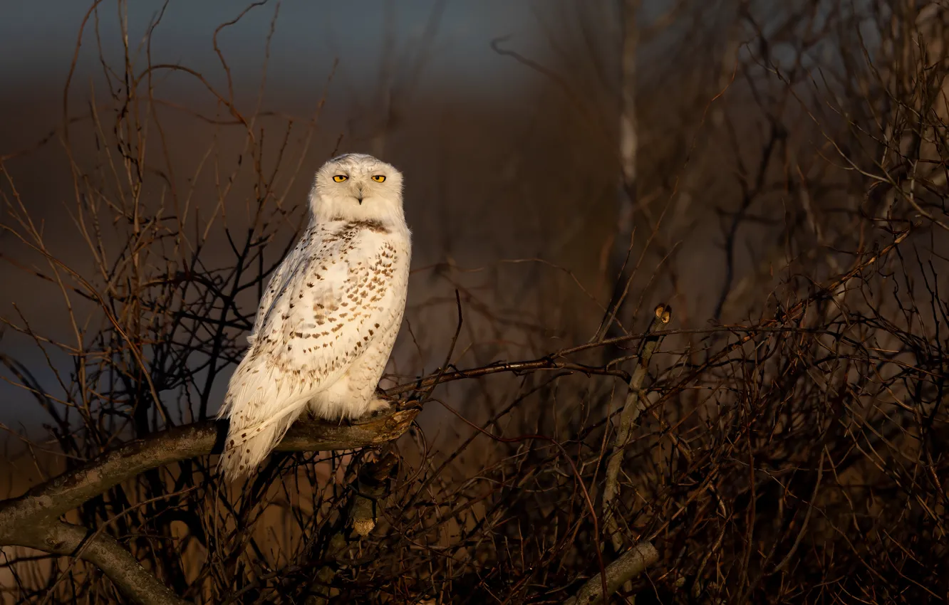 Photo wallpaper branches, owl, bird, polar