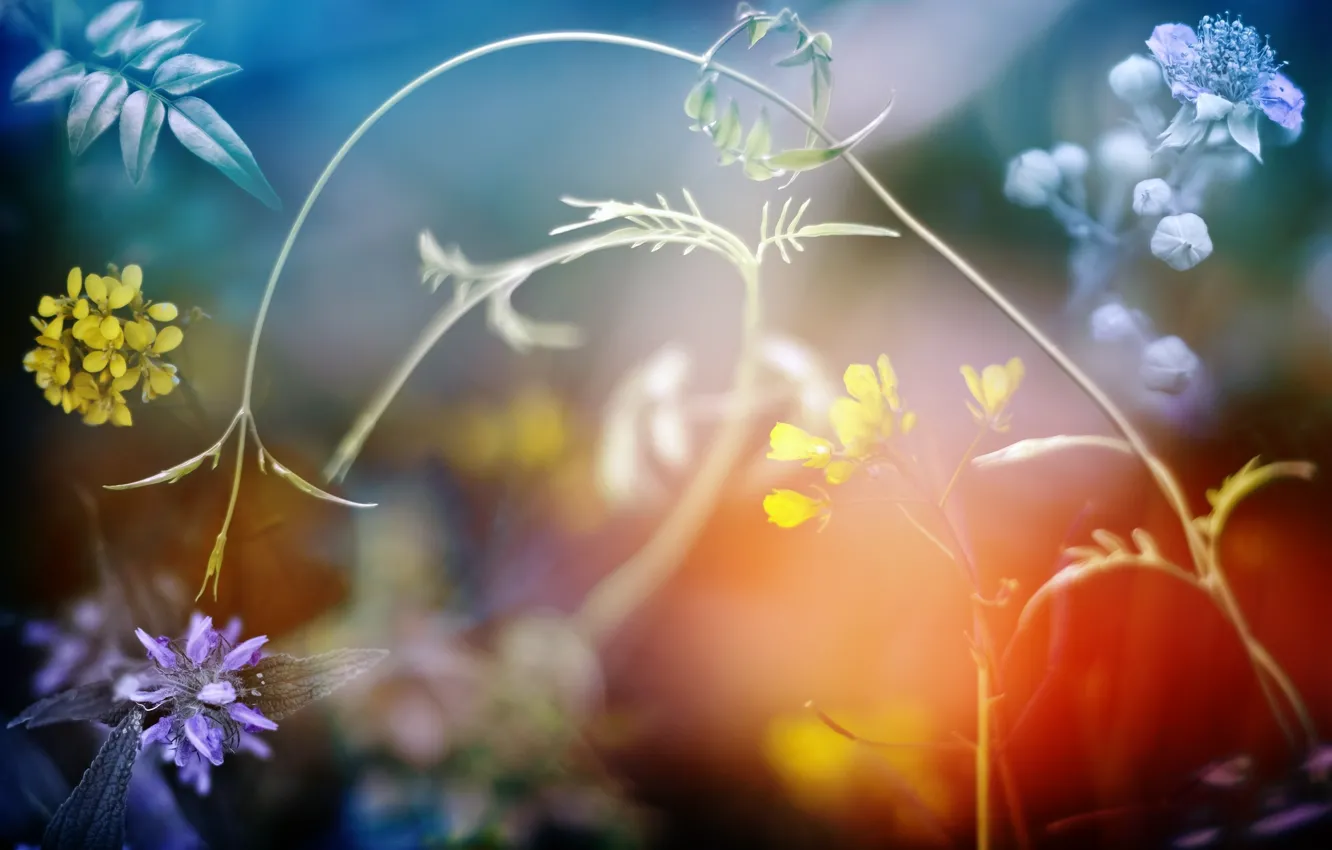 Photo wallpaper grass, light, flowers, nature, spring, yellow, purple