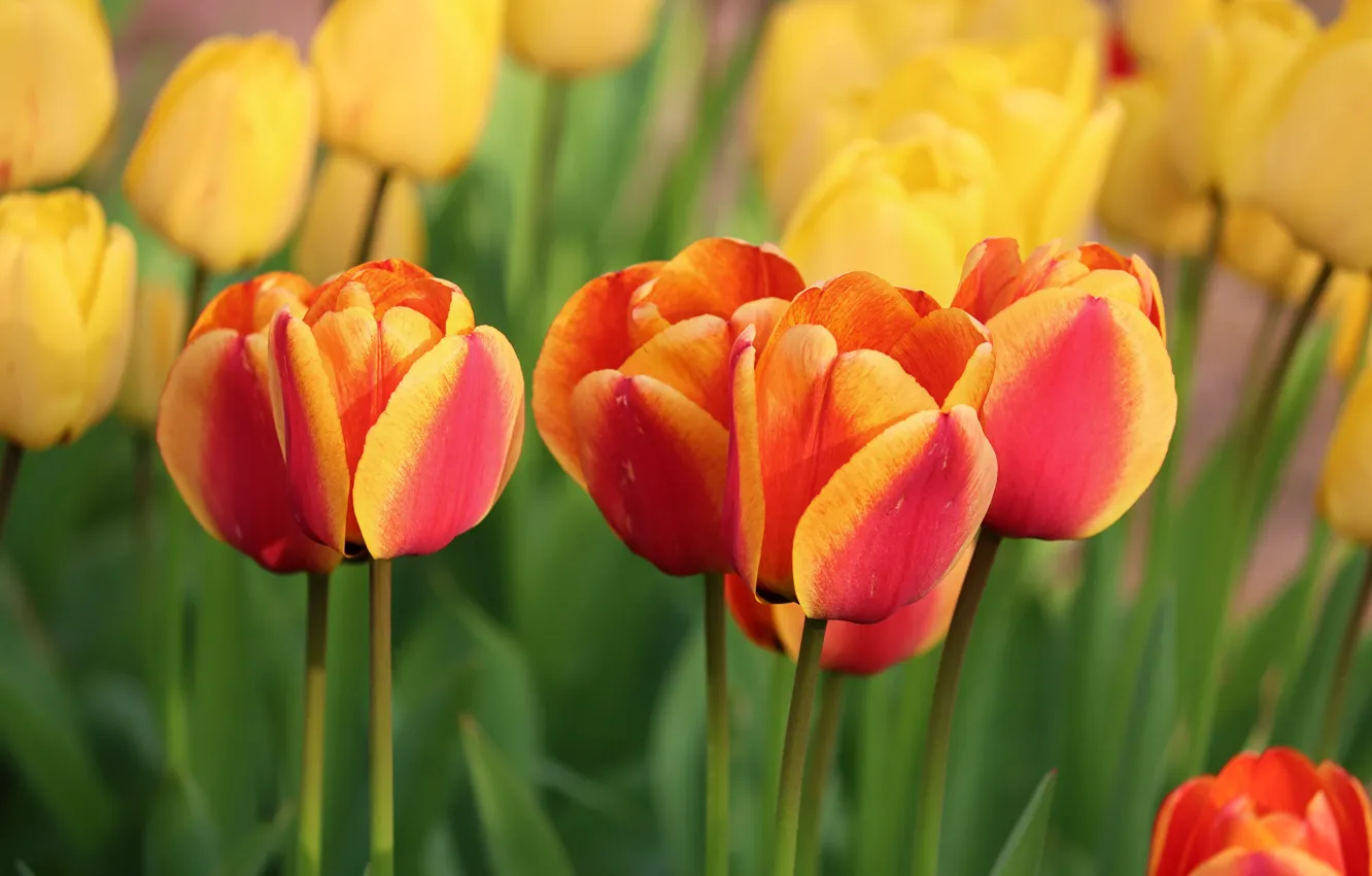 Photo wallpaper greens, flowers, spring, yellow, tulips, red, buds, two-tone