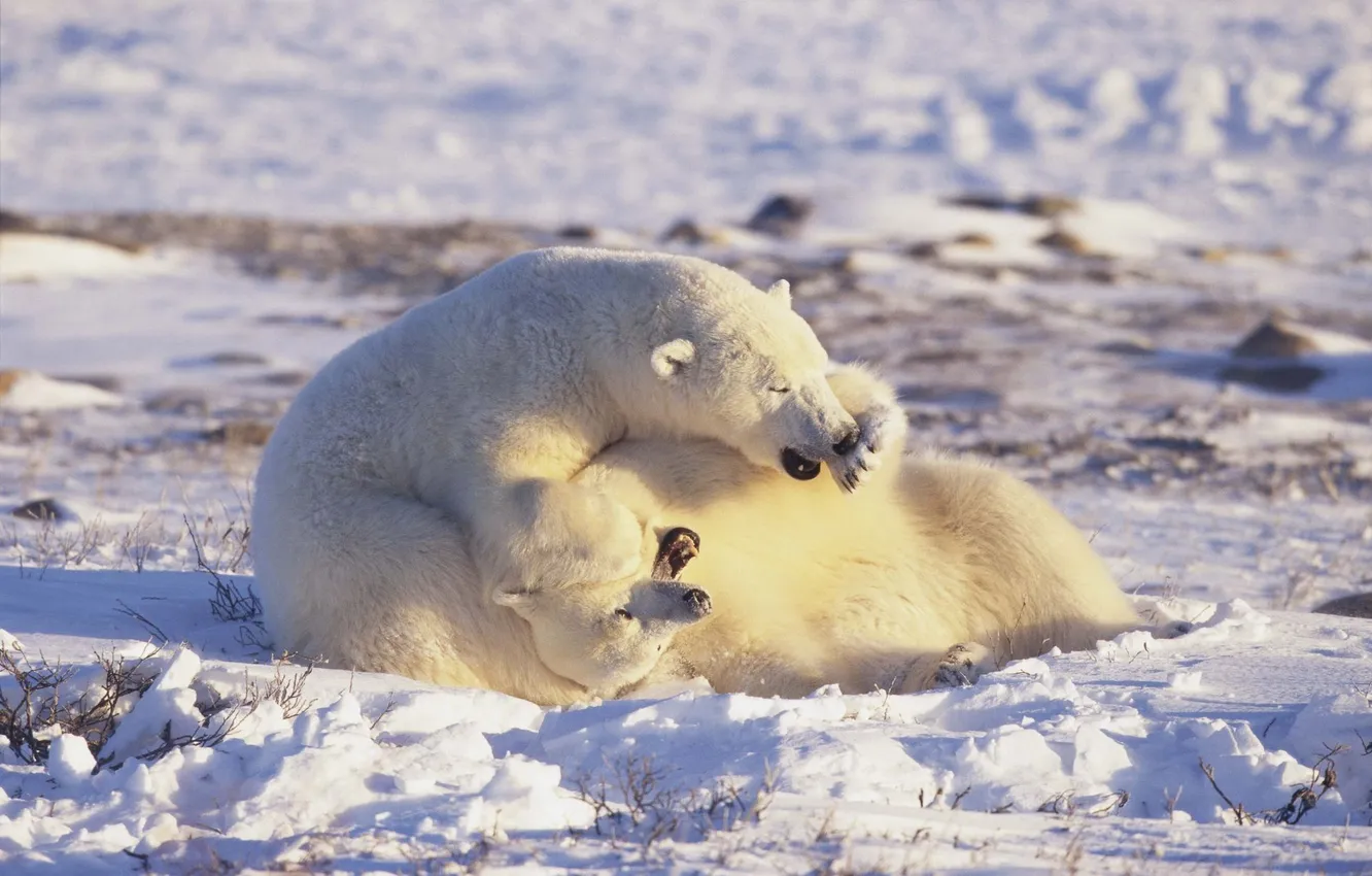 Photo wallpaper polar bears, Arctic, Polar Bears