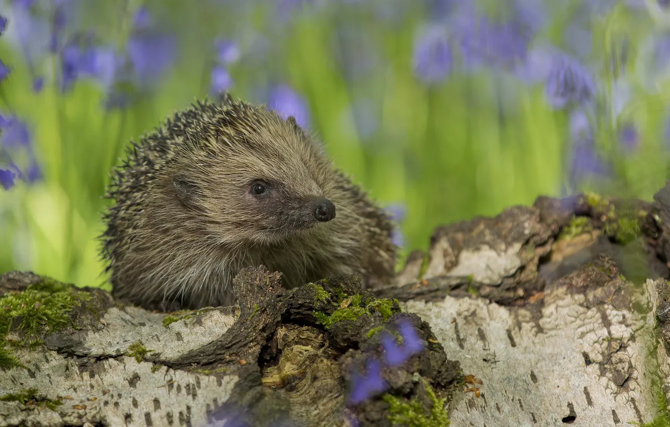 Photo wallpaper macro, nature, nose, barb, hedgehog