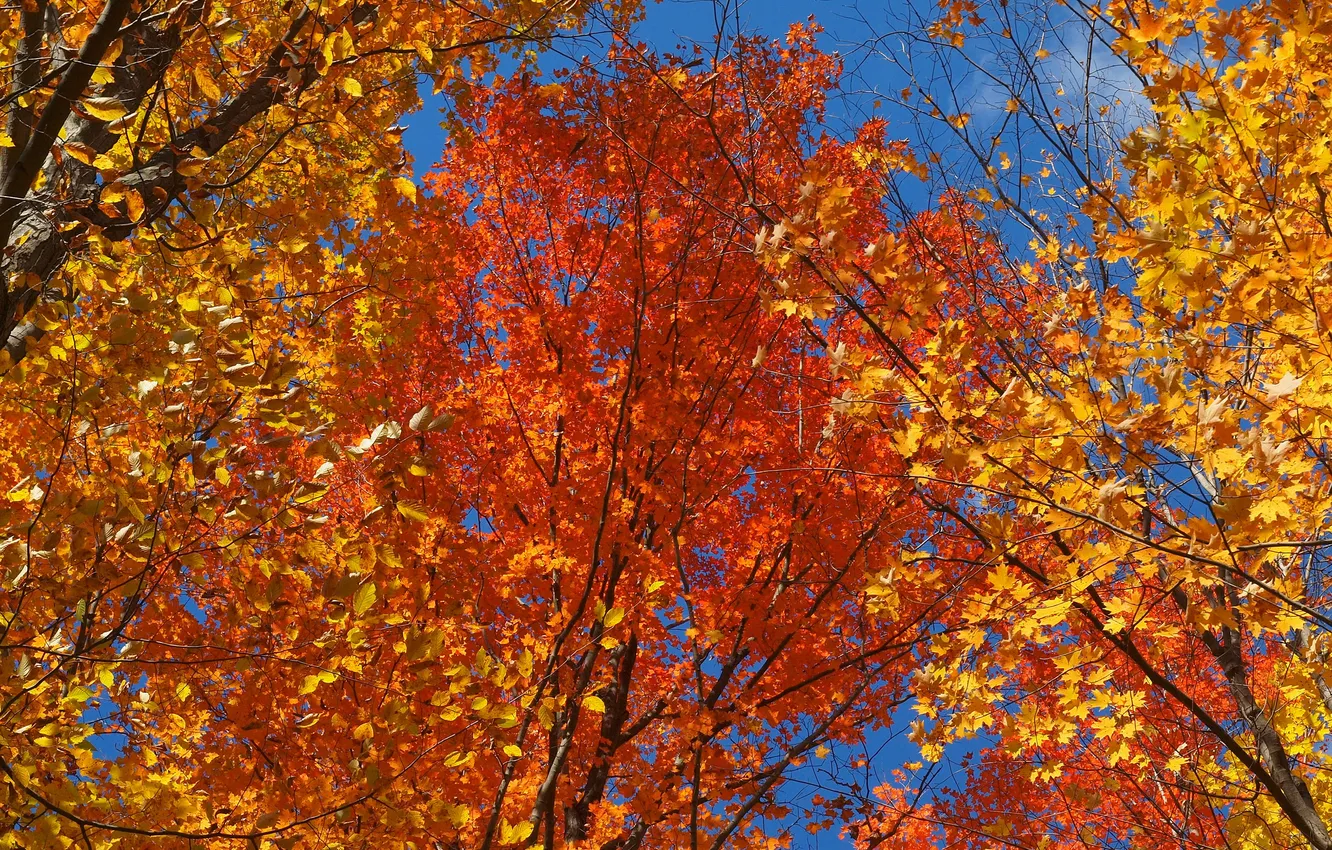 Photo wallpaper autumn, the sky, leaves, trees