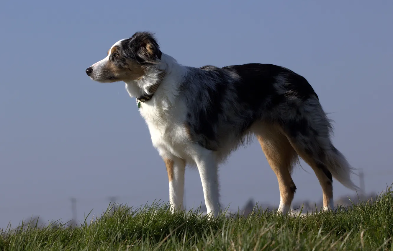 Photo wallpaper the sky, look, dog