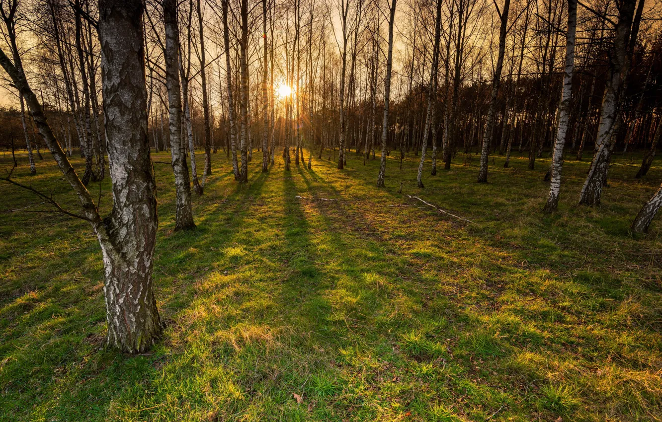 Photo wallpaper sunset, birch, grove