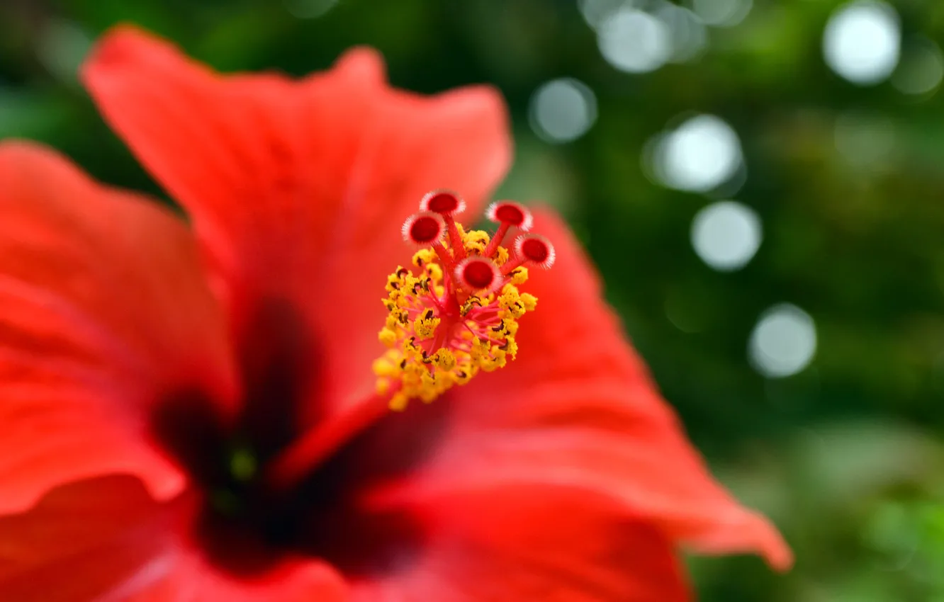 Photo wallpaper flowers, red, nature, Ph. D.M.