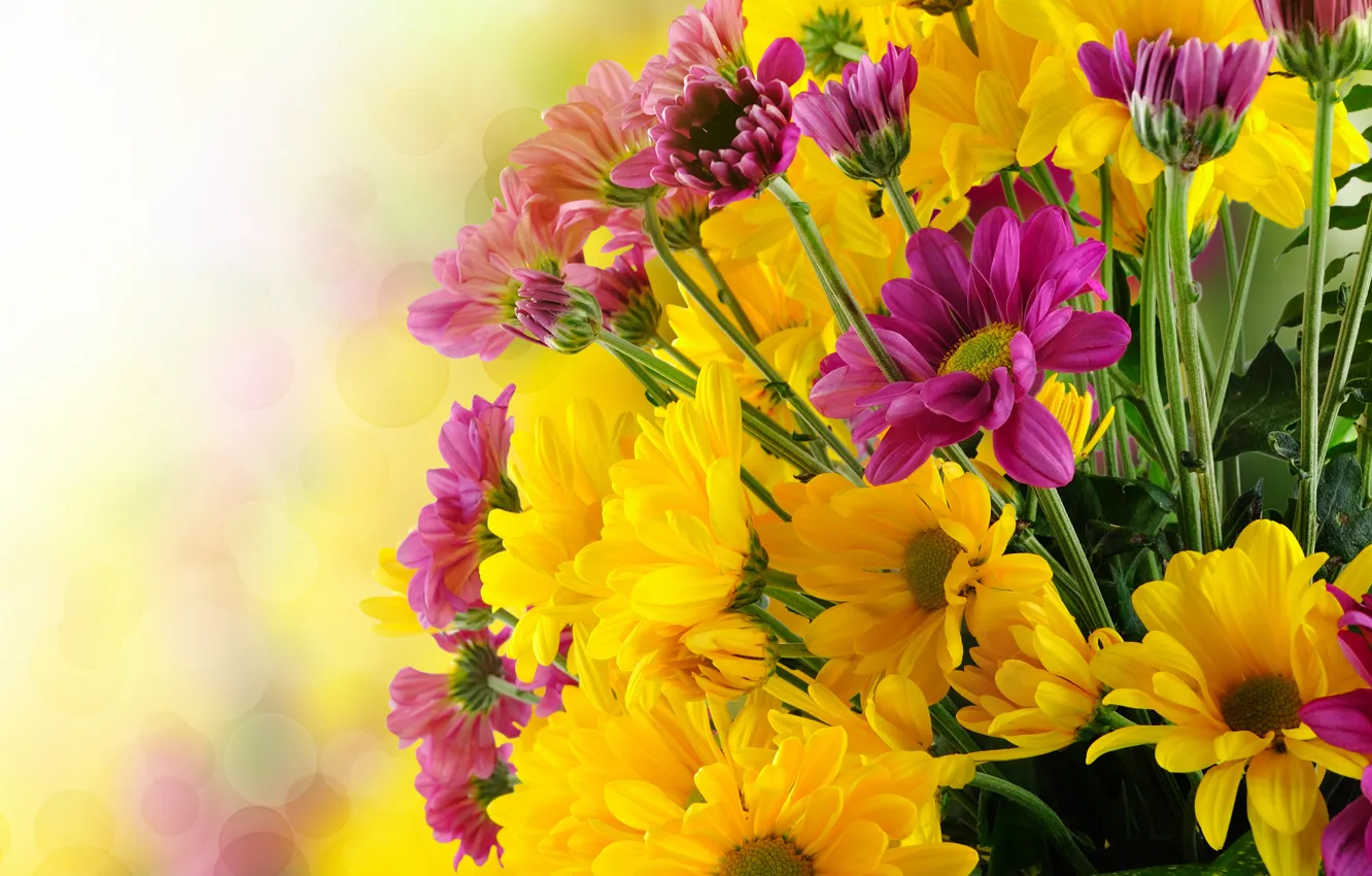 Photo wallpaper flowers, bouquet, chrysanthemum, flowers, bouquet, chrysanthemums
