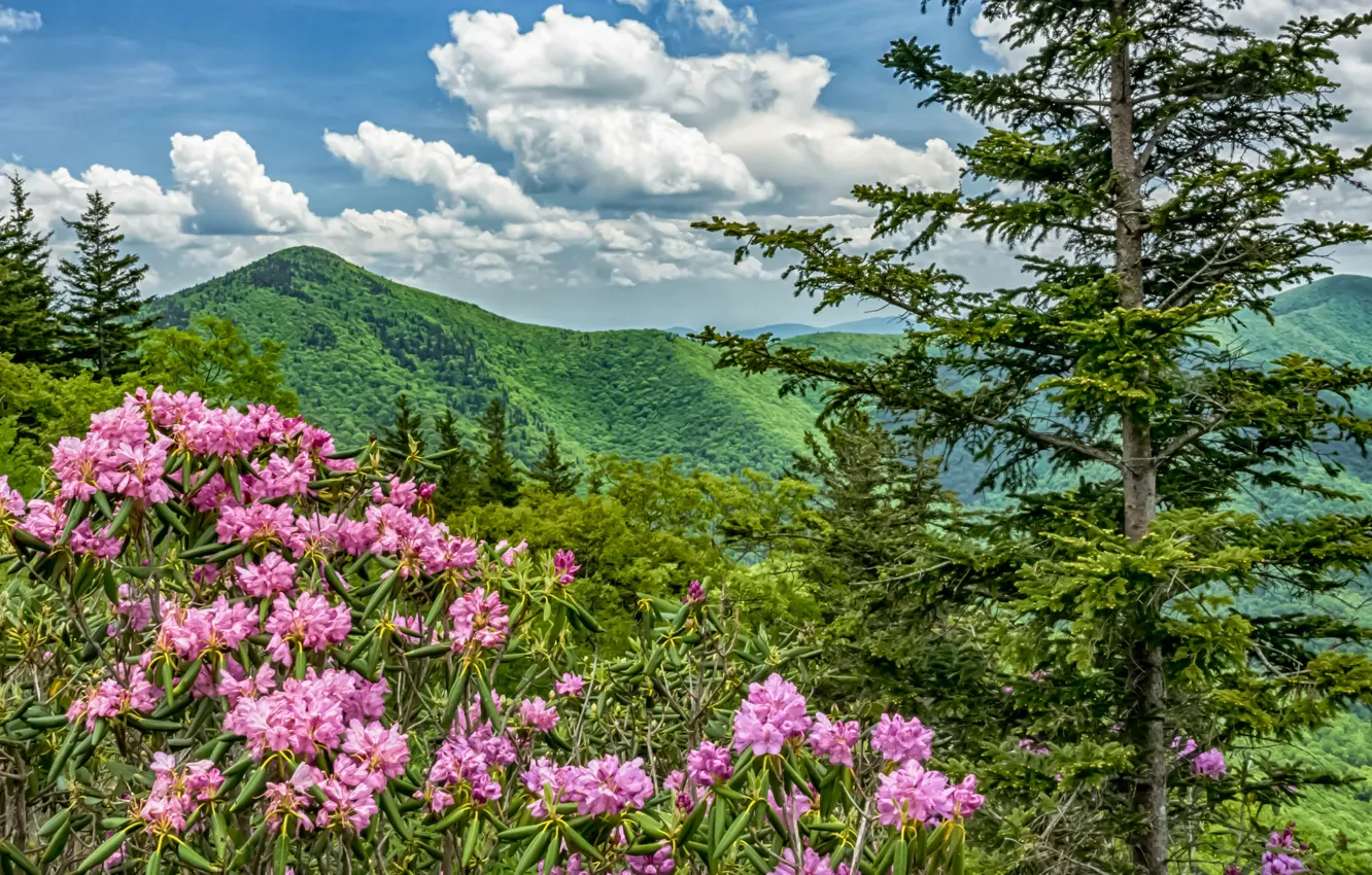 Photo wallpaper flowers, mountains, USA, North Carolina, Blue Ridge Parkway, rhododendrons