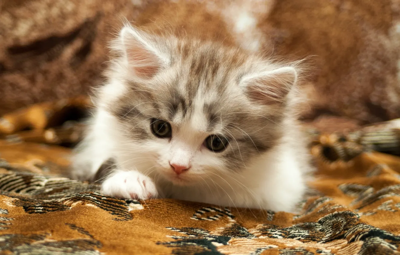 Photo wallpaper carpet, baby, kitty