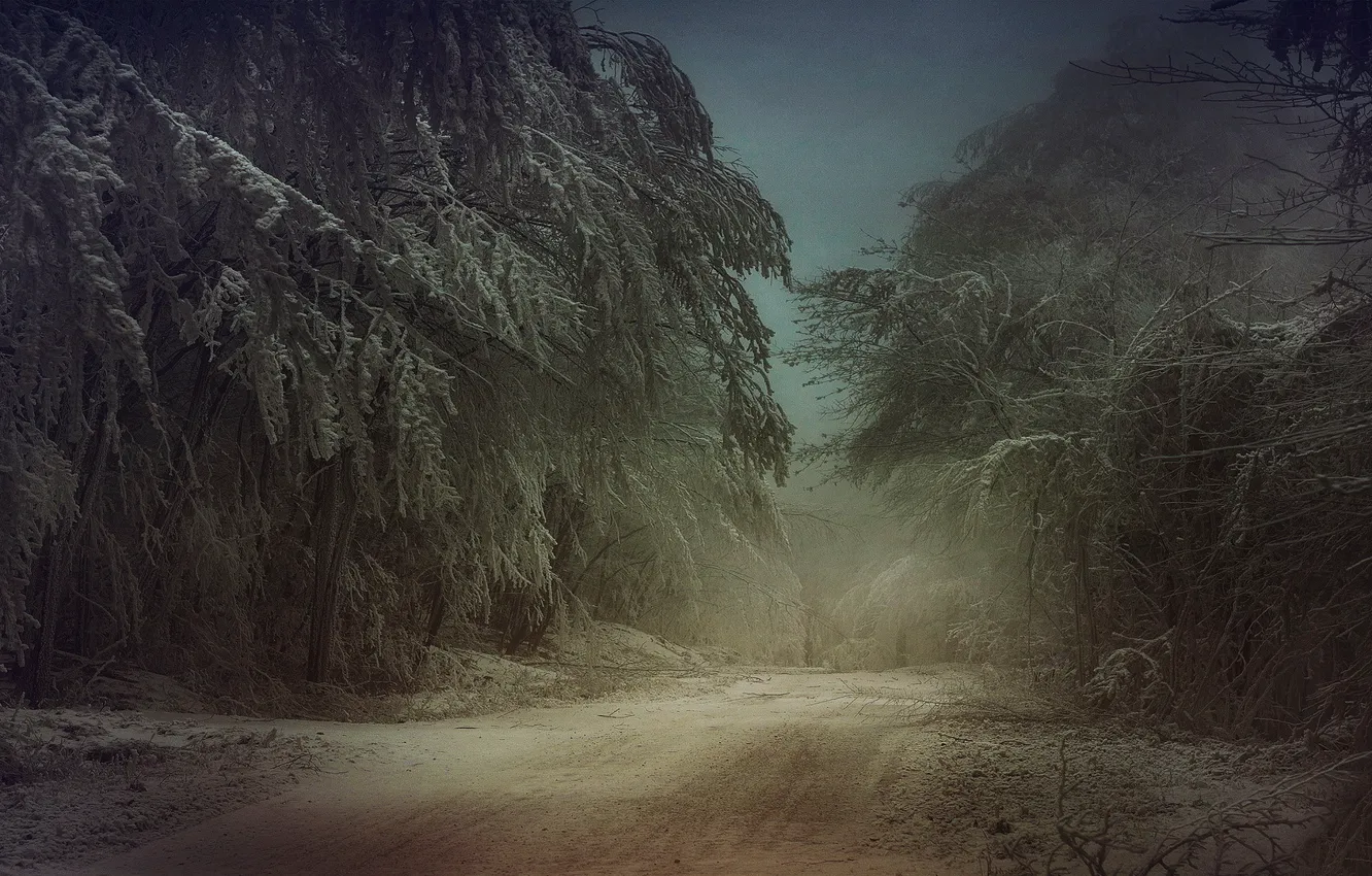 Photo wallpaper cold, winter, frost, road, forest, snow, trees