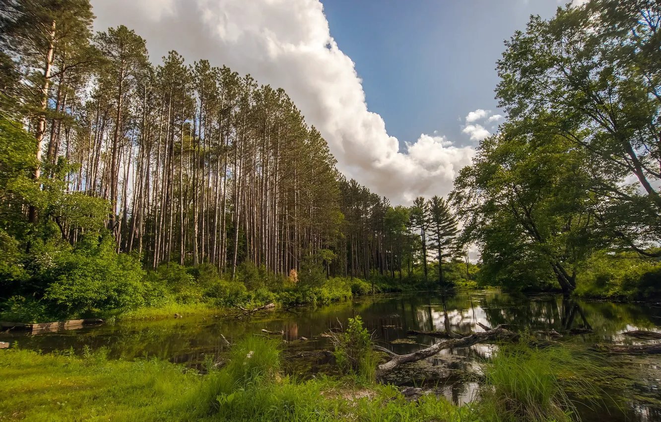 Photo wallpaper forest, summer, landscape, nature, lake