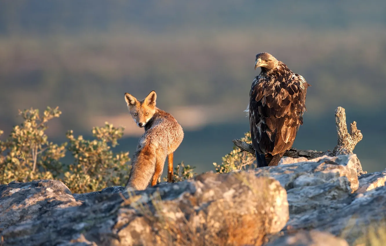 Photo wallpaper look, eagle, Fox, Mortal enemies