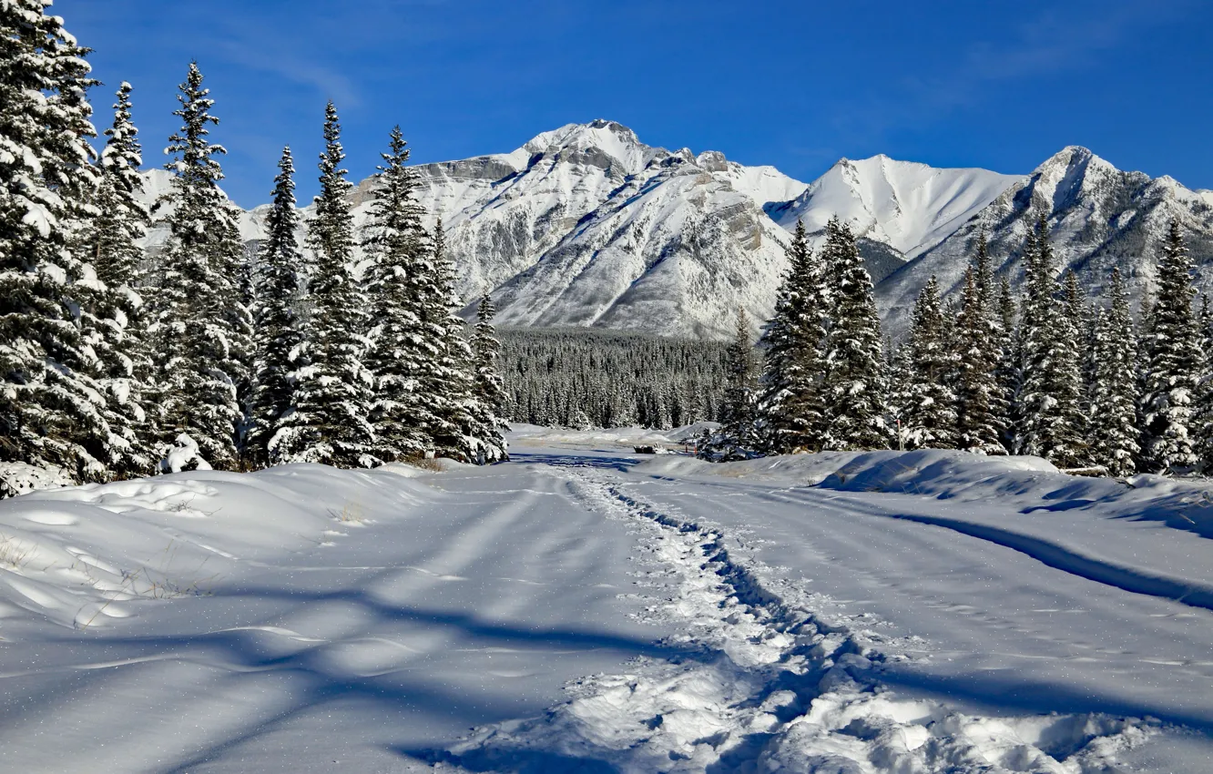 Photo wallpaper winter, forest, snow, mountains, ate, Canada, the snow, Albert