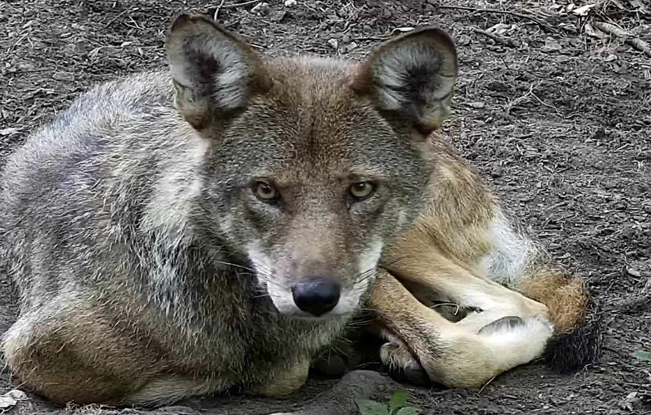 Photo wallpaper nature, Gray Wolf, face, animal, wolf, canis lupus, wildlife, head