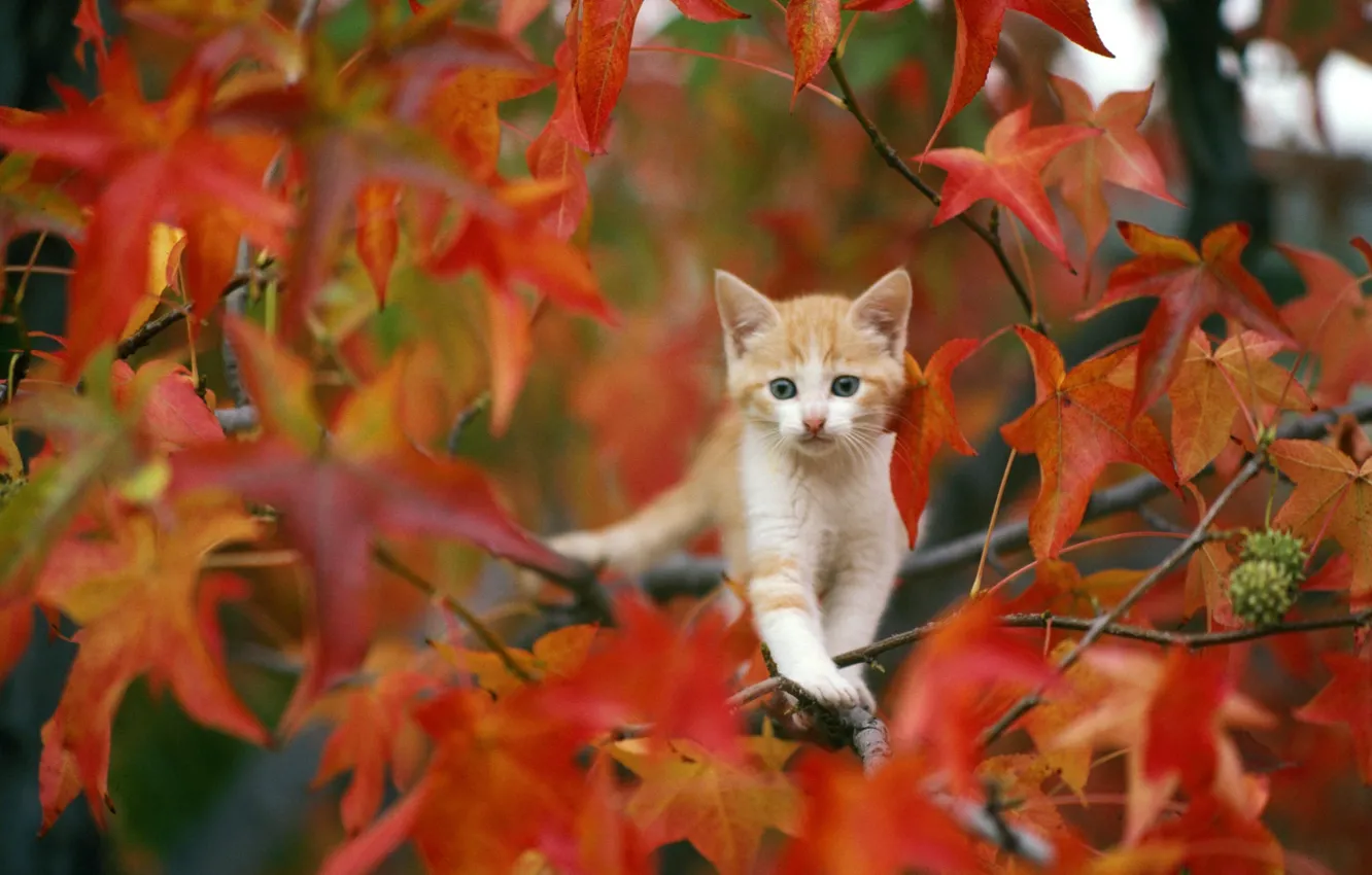 Photo wallpaper autumn, leaves, kitty
