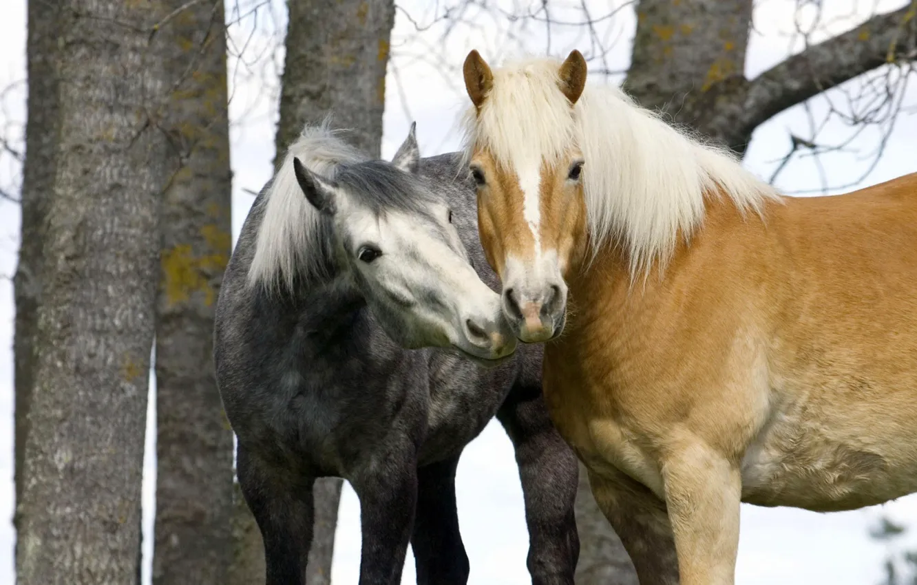 Photo wallpaper autumn, horse, tenderness, pair