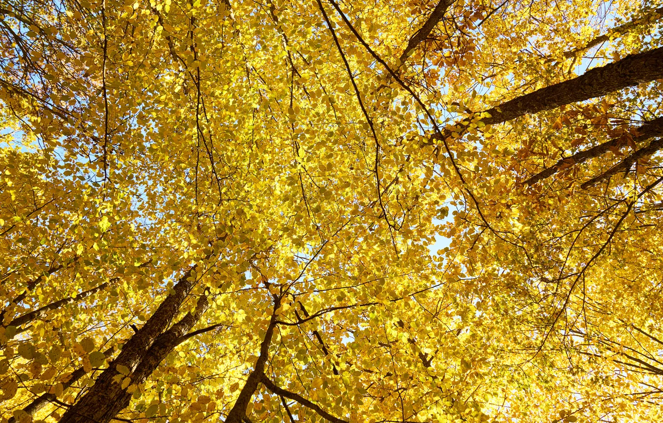 Photo wallpaper autumn, the sky, leaves, trees, yellow, autumn, leaves, tree