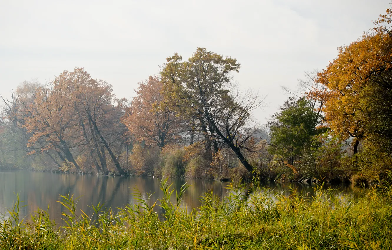 Photo wallpaper autumn, grass, trees, fog, river, shore