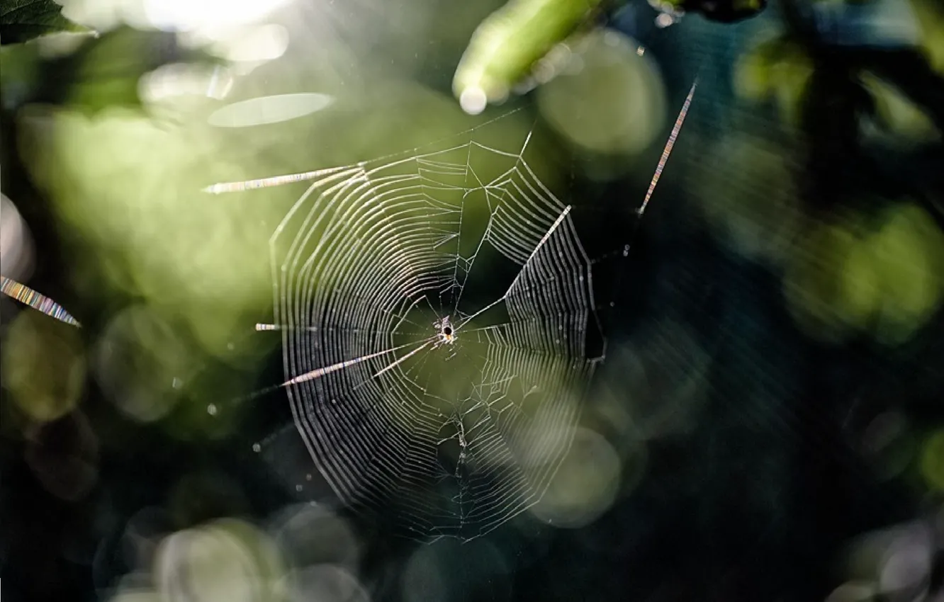 Photo wallpaper light, glare, spider, Web